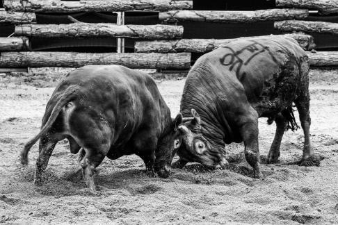 Bullfighting