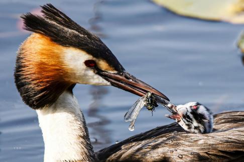 Great Crested Grebes 50