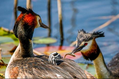 Great Crested Grebes 51