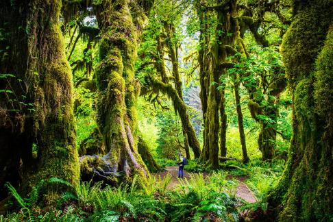 Hoh Rain Forest 03