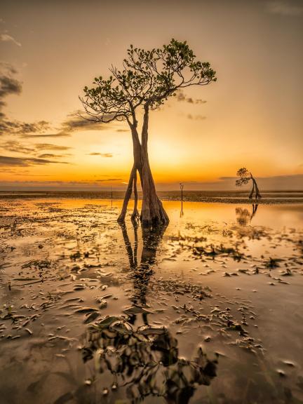 Golden Dancing Trees Sumba 003