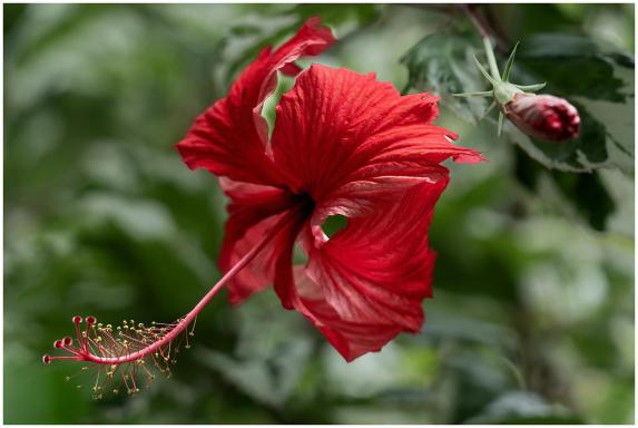 Red Flower 01