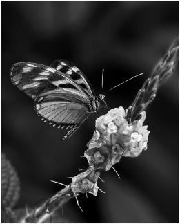 Butterfly on Red Flower 05