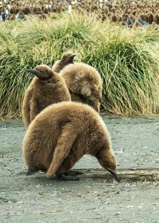 King Penguin Chicks 04