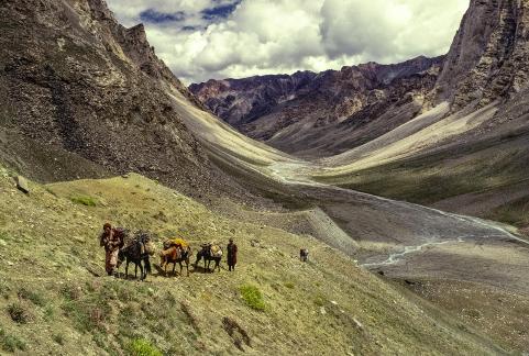 Zanskar Pack Train