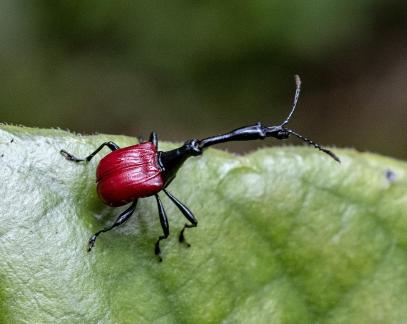 Giraffe Weevil Male