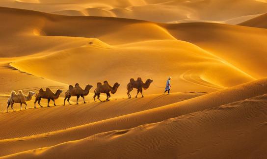 Five camels walking