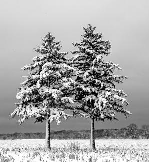 Two Trees