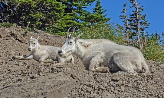 Mountain Goat and Kid