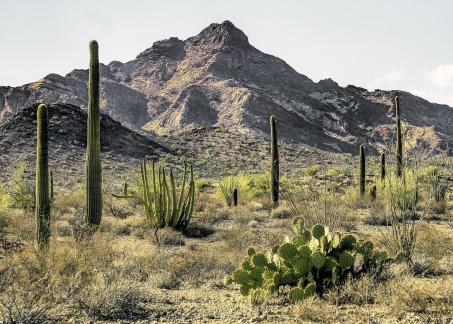 Organ Pipe Landscape