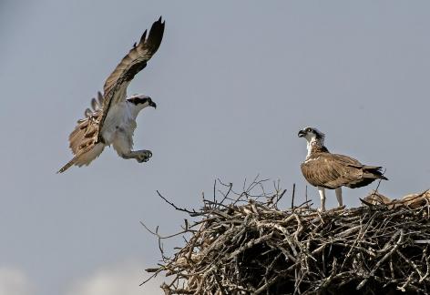 Osprey