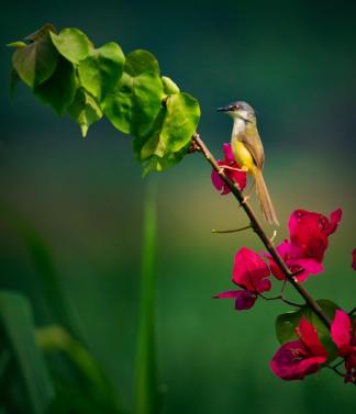 Bird likes flowers