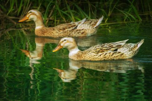 Ducks swimming