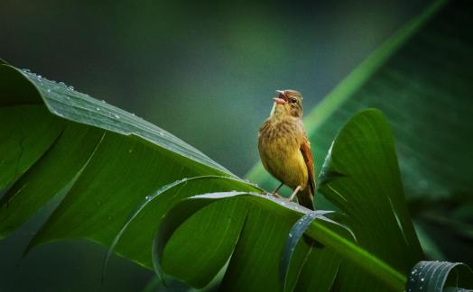 Bird singing