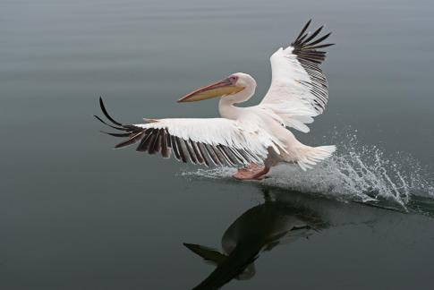 White pelican landing on water 2