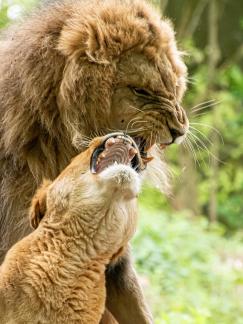 Lion mating Ree Park 2