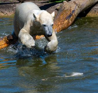 Going for a catch