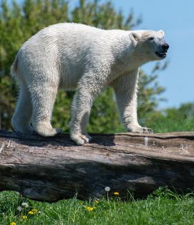 Ice Bear with Dandelion