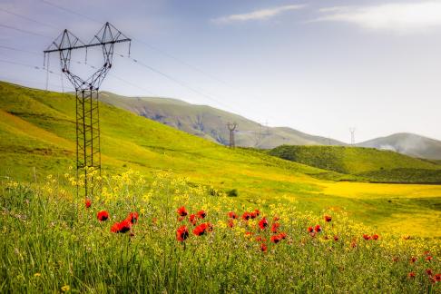 Armenian poppies