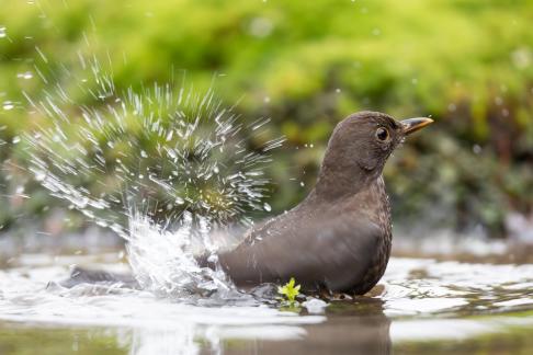 Bathing Blackbird