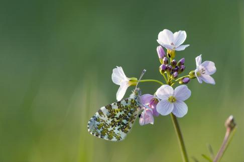 Resting orange-tip