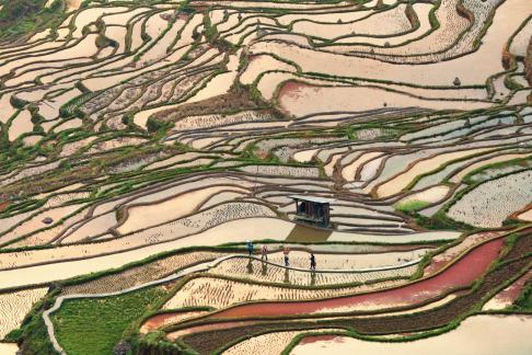 Four Workers in Rice Terrace