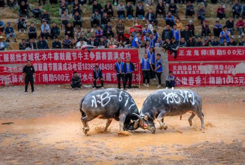 Bull Fight