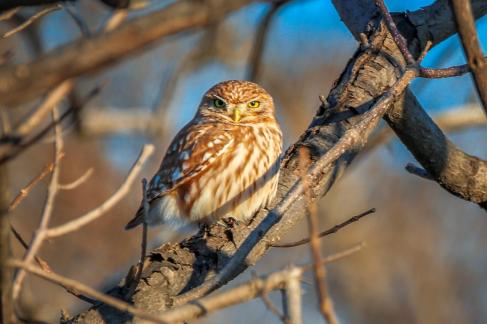 The Little Owl of Guaiping