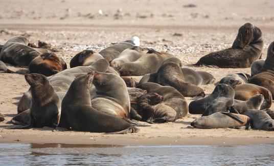 Cape fur seals_8