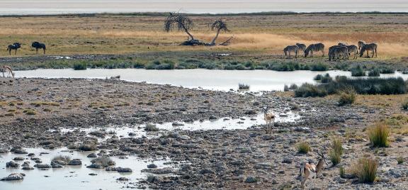 Namibian park_5