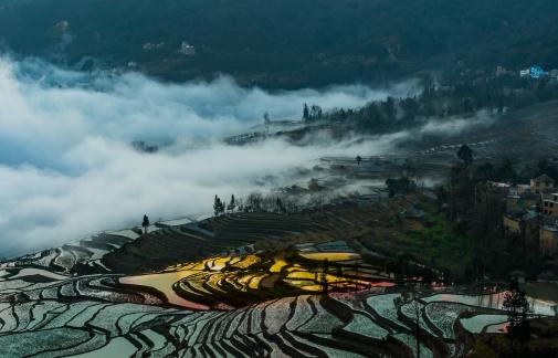 First Light Over Rice Field 104