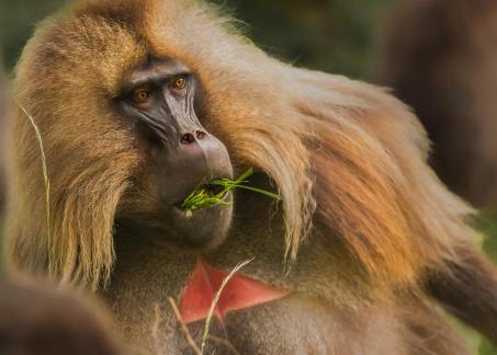 Ethiopia Gelada 102