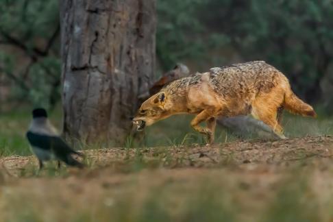 Snaring Golden Jackal 113