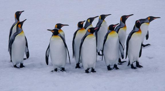 King penguins