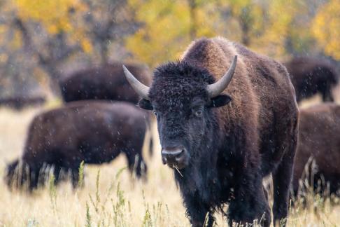 Bison in the Rain