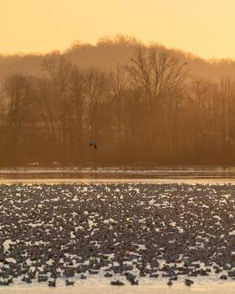 Sunrise at Middle Creek 0243