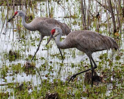 Myakka Sandhill Cranes 5253