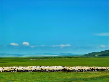 The clouds on the grassland sheep