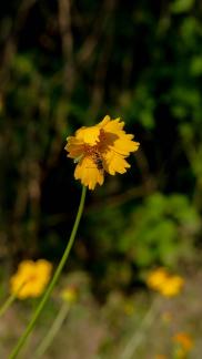 Unknown Wildflowers 1