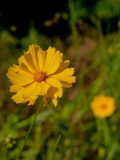 Unknown Wildflowers 2