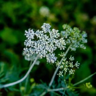 Unknown Wildflowers 4