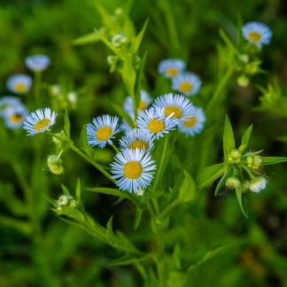 Wild flowers by the lake 1