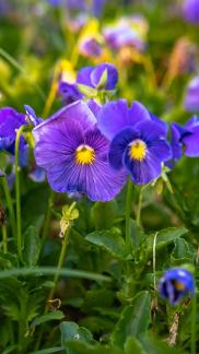 Wild flowers by the lake 2