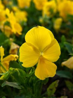 Wild flowers by the lake 3