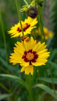 Wild flowers by the lake 4