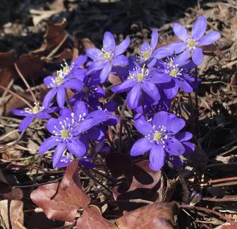 Anemone hepatica 3