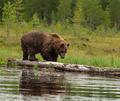 Bear on a fallen tree