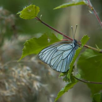 Aporia crataegi