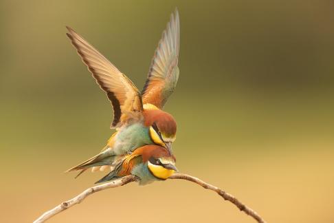 Bee eater love