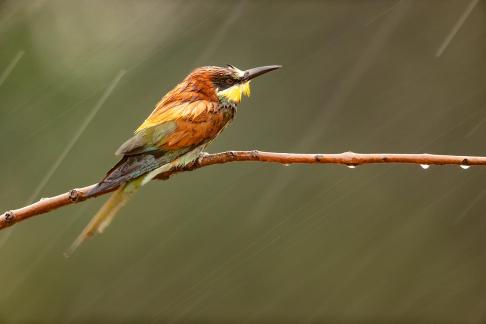 Bee eater rain